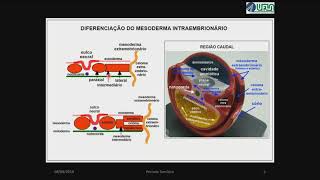 Somitos Origem dos Músculos Ossos e Cartilagem Humana [upl. by Enived]