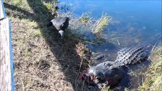 Gator eats turtle [upl. by Shea343]