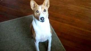 Basenji tricks [upl. by Nivlam]