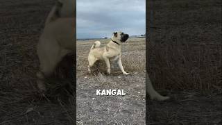 Kangal dog transformation 🥵 shorts [upl. by Pepillo]