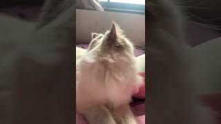 VERY distinguished gentleman cat funny fypシ゚viral [upl. by Nifares]