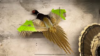 Mounting a Pheasant in 7 Minutes [upl. by Aihsekat]