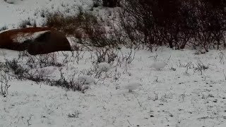 Rock ptarmigans at Polar Bear Tundra Buggy Lodge  South Polar Bears International  exploreorg [upl. by Phelips]