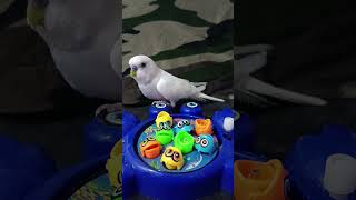 Periquito 🐦 jugando con sus pescaditos virals video budgies parrot funny CUTE [upl. by Etnecniv]