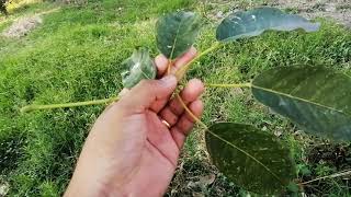 tabebuia leaves [upl. by Lori]