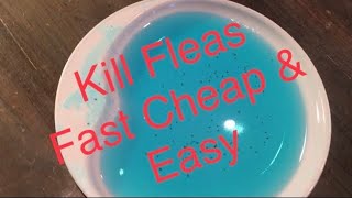 How to Get Rid of Fleas Fast Cheap and Easy See Links  Info in Description 👇🏻 [upl. by Ainomar439]