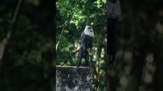 Liontailed macaque Monkey🥶🐒shorts viralvideo monkey wildanimals wildlife animals nature [upl. by Behrens]