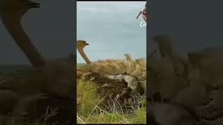 Ostrich protects its chicks from fierce predatorsanimalviralshorts fypviral [upl. by Juni325]