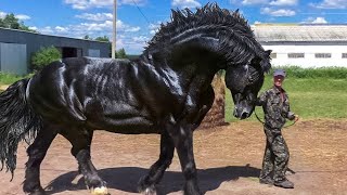 Most Powerful Horse Breed in the world [upl. by Aciemaj]