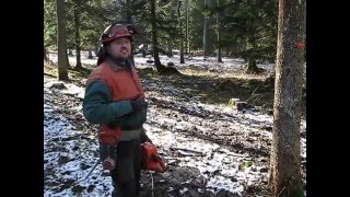 Felling and processing of trees chainsaw Husqvarna 357 XP [upl. by Elatan]