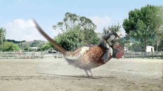 drench pheasant rodeo ad official [upl. by Atnauq189]