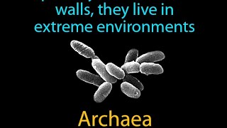 origin of ARCHAEA msc 1st sem [upl. by Ahsimit]