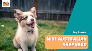 Mini Australian Shepherd Everything You Need To Know About The Mini Aussie [upl. by Arym]