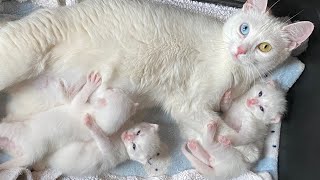 Rescuing a mom cat and her kittens [upl. by Elena]