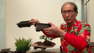 Creating Bonsai from Starter Conifers Hinoki Cypress Blawws Juniper amp Cryptomeria [upl. by Begga805]