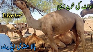 Camel purchasing Hala Mandi  Qurbani 20240  12 June 2024 [upl. by Ecallaw]