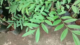 Simarouba glauca Paradisetree Dysenterybark Bitterwood Lakshmi Taru medicinal tree saplings [upl. by Yekim]