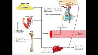 Specific Hormones  Functions of Growth Hormone hGH [upl. by Laurentia]