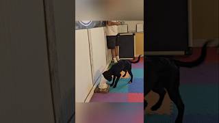 🐕 Nosework the begining 2nd session nosework dogtraining puppy shicklek9 dogteaching nose [upl. by Manson]