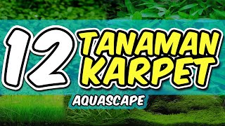 12 Jenis Tanaman Karpet Aquascape [upl. by Punke694]