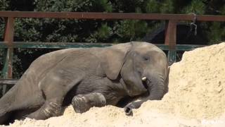 Elephants at Howletts playing in sand [upl. by Viridissa]