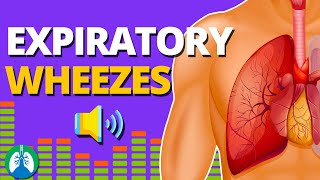 Expiratory Wheezes Monophonic vs Polyphonic  Respiratory Therapy Zone [upl. by Annaira573]