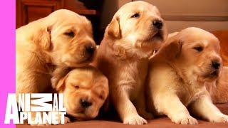 Growing Up Golden Golden Retriever Puppies  Too Cute [upl. by Yank]