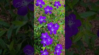 melastoma plant തണ്ടു മുറിച്ചുkerala garden ideas for home Malayalam youtubeshorts [upl. by Lowney]