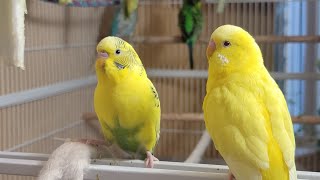 12 Hr Happy Singing amp Eating Parakeet Budgies Birds Reduce Stress of Lonely Quiet Birds [upl. by Bertrando]