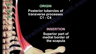 Anatomy Of The Levator Scapulae Muscle  Everything You Need To Know  Dr Nabil Ebraheim [upl. by Eelik]