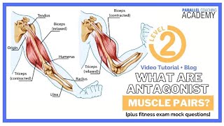 What Are Antagonist Muscle Pairs [upl. by Veneaux158]