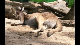 Red Kangaroo Macropus Rufus [upl. by Jilleen]