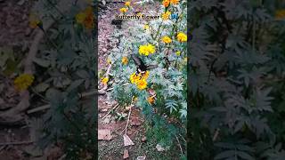 Hosana 🍃🦋🌼hosana song butterfly love flowers nature [upl. by Aidne]