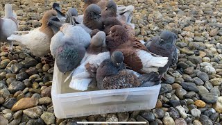 My Modena Pigeons Breeding [upl. by Ahsinyt793]