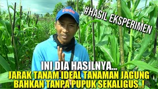 JARAK TANAM JAGUNG MANIS  CARA MENANAM JAGUNG MANIS [upl. by Nierman]