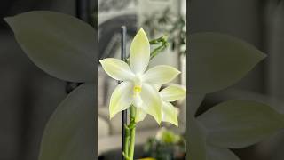 Phalaenopsis tetraspis green [upl. by Aileda379]