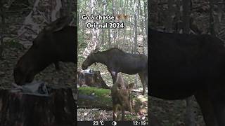 Chasse à l’orignal 2024 à l’arc 🫎🌲 moosehunting chasseur bowhunting orignal chasseorignal qc [upl. by Gerlac641]