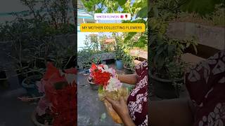 MY MOTHER HARVESTED FLOWERS 🌺🌺🌹🌹 shortviralvideo shortvideowinterflowers [upl. by Yerhcaz]