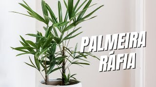 PALMEIRA RÁFIA Dicas rápidas para cultivar [upl. by Tayib]