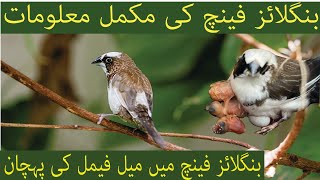 Complete information About Bengalese Finch  How To Identify Bengalese Finch Male Or Female  Age [upl. by Sualokin]