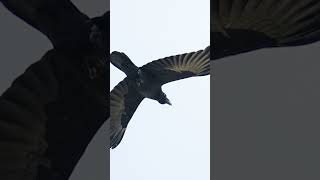 Birds seen at Cygnett Resort Nainital birds birdsofuttarakhand escapeintothewild [upl. by Aleiram845]