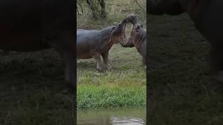 Hippo Vs Hippo Hippo real fight Hippo attack crocodile so dangerous Hippo baby Hippo [upl. by Astor847]