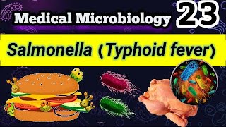 Salmonella Typhoid fever Salmonellosis Food poisoning شرح بالعربي بكتيريا الحمي التيفوديه [upl. by Garv]