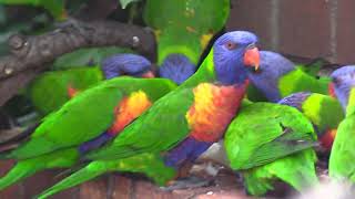 Lorikeet behaviour in Dr Roms Bird Sanctuary [upl. by Tecil]