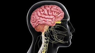 Physiology CNS  Motor  lecture 2  Reflexes amp TS of Sp Cd 1822018  DrNagi  Arabic [upl. by Lamphere]