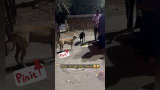 Happiness is feeding street dogs🐶😋shorts shortsfeed ytshorts youtubeshorts dog doglover [upl. by Guise286]