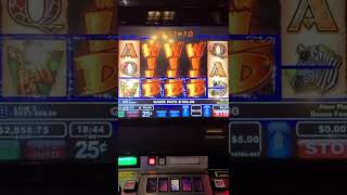 Wildlife slot VLT Massive 6 grand win [upl. by Martyn]