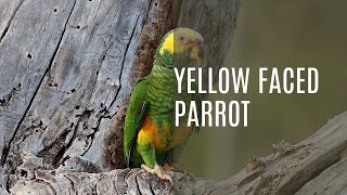 Yellow Faced Parrot Alipiopsitta Xanthops [upl. by Lune]