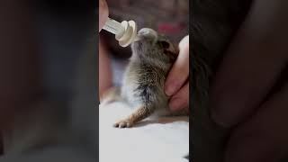 Wild Cottontail Rabbit Enjoys his Milk [upl. by Boaten]