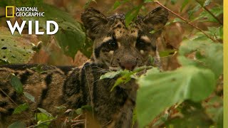 Clouded Leopard Cubs Grow Up  Indias Wild Leopards [upl. by Glynda]